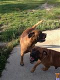 Bullmastiff